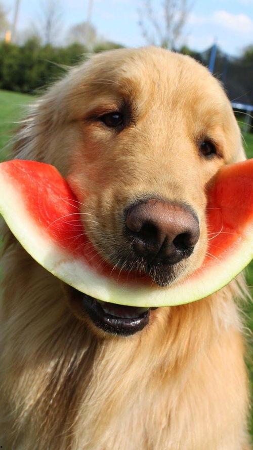 娱乐吃瓜酱监控小狗,小狗日常萌态大曝光! 第3张 娱乐吃瓜酱监控小狗,小狗日常萌态大曝光! 第3张